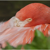 Výlet do ZOO Ostrava