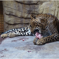 Výlet do ZOO Ostrava